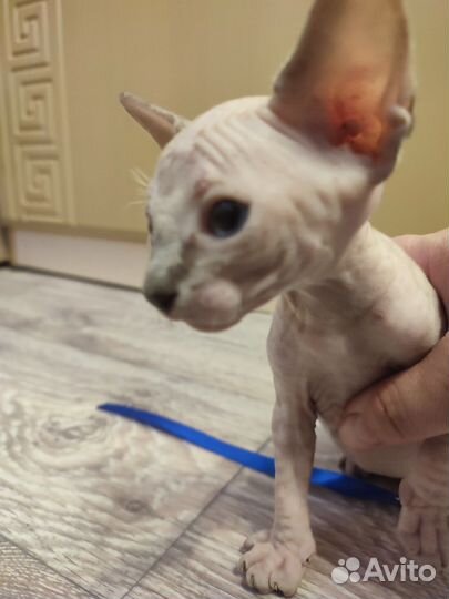 Котята сфинкс