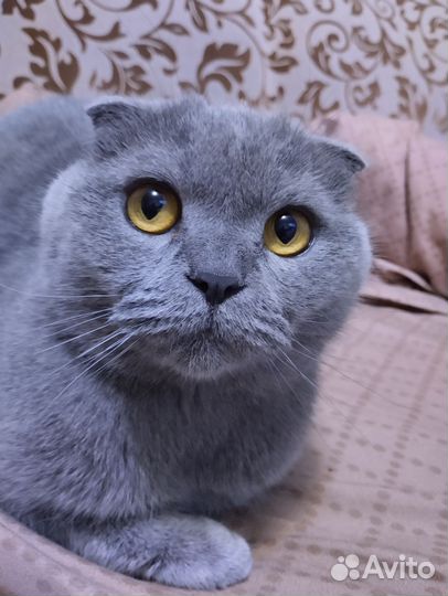 Шотландская вислоухая