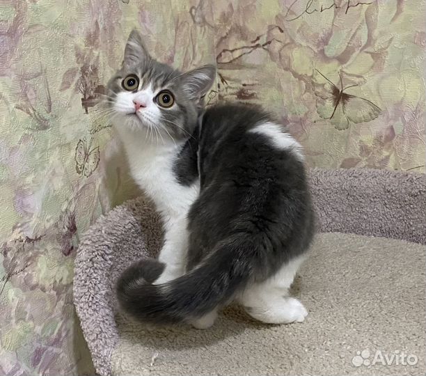 Шотландские малыши