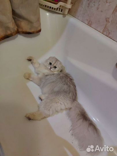 Шотландская вислоухая