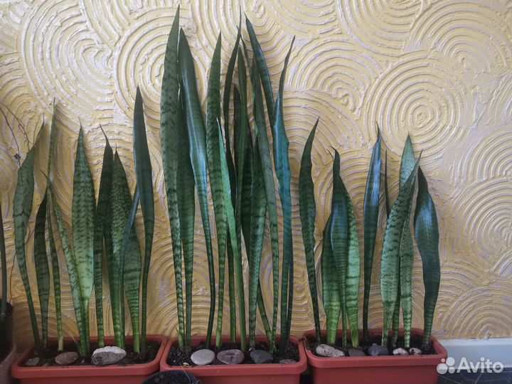 Сансиеверия цветок