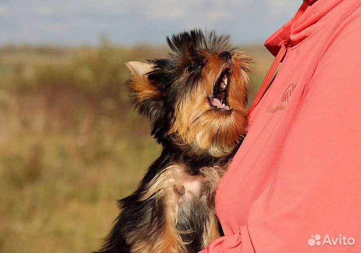 Йоркширский терьер девочка в семью