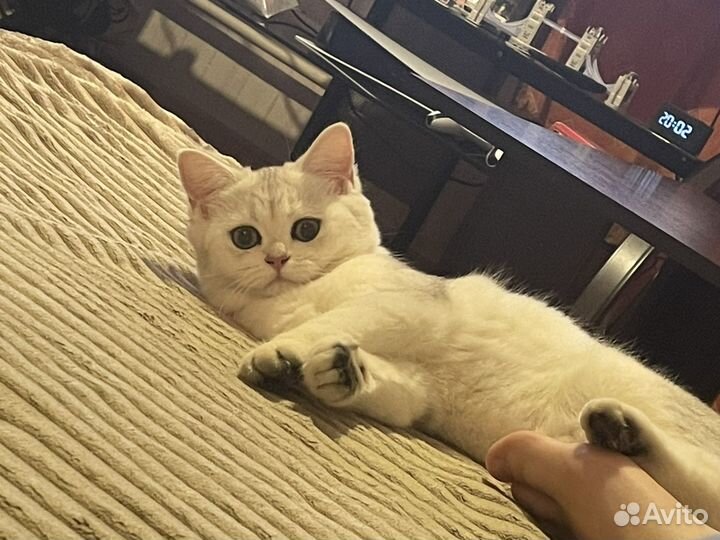 Британская шиншилла