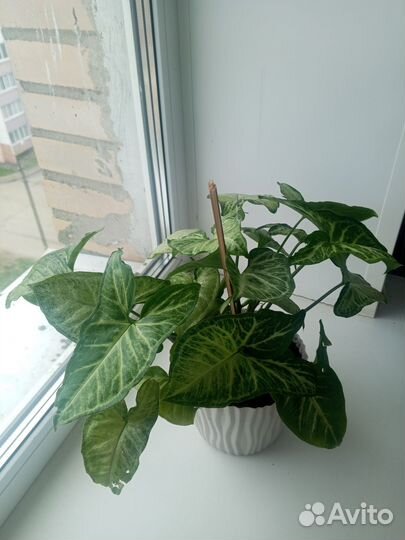 Сингониум комнатный цветок