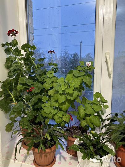 Комнатные цветы, толсяника