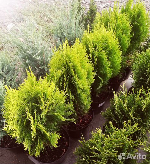 Туя восточная Ауреа Нана