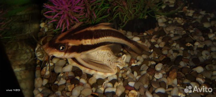 Сомик Платидорас