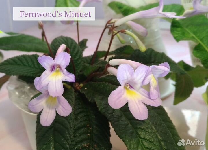 Детки и листики сортовых стрептокарпусов