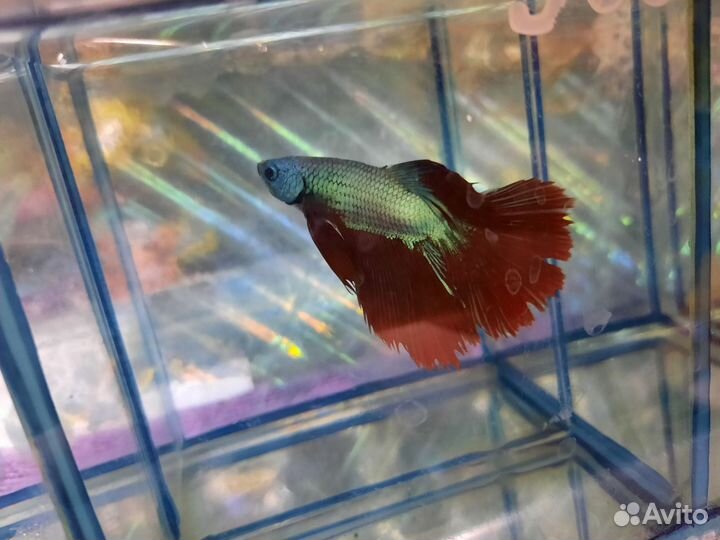 Рыбка петушок