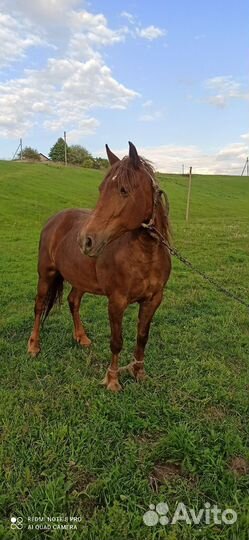 Продам кобылу