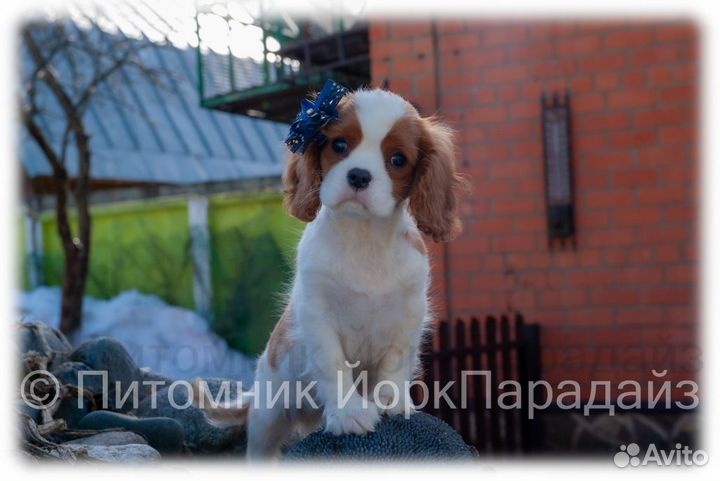 Щенки кавалера