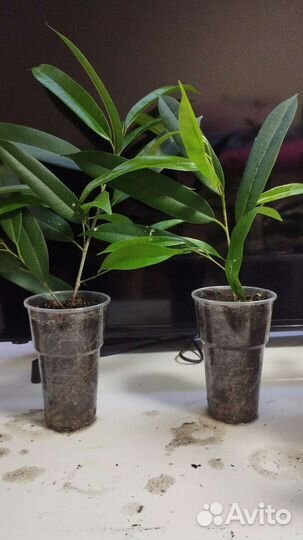 Фикус черенки