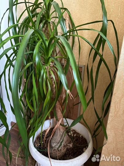 Пальма нолина