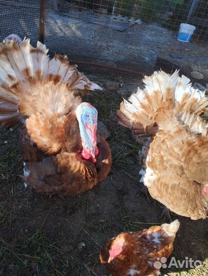 Индюк на племя