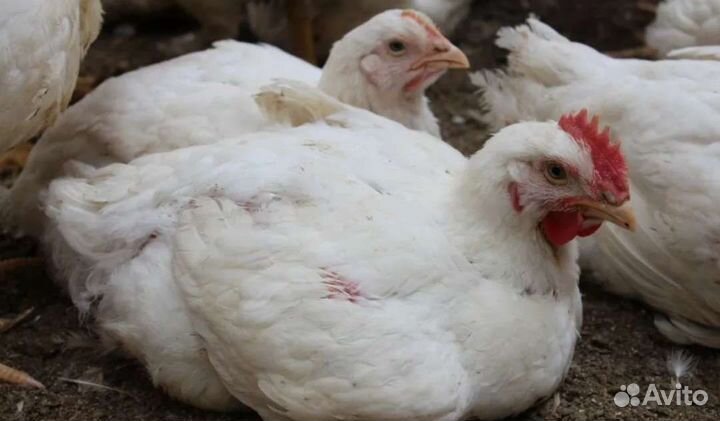 Куры бройлеры живым весом