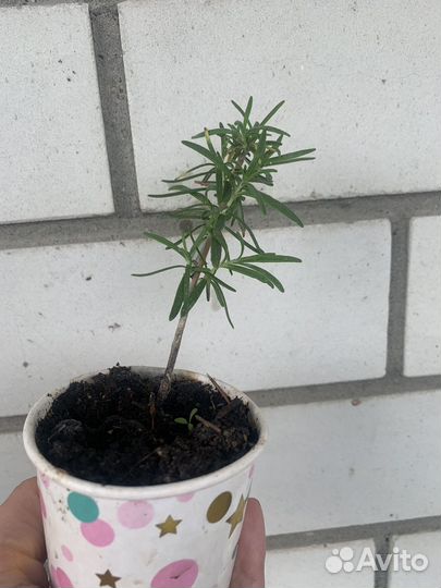 Розмарин,перец декоративный,пеларгония