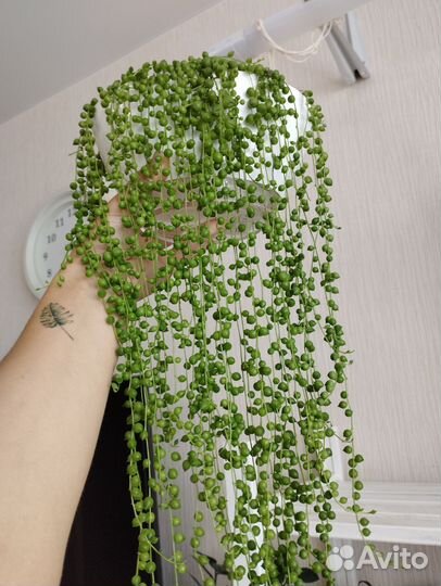 Крестовник Роули