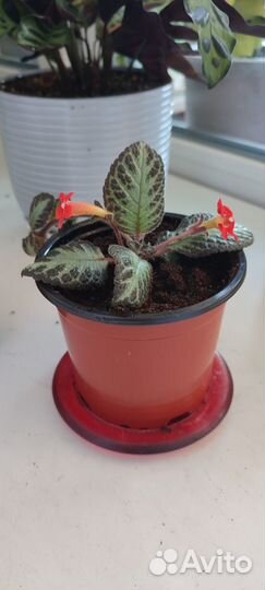 Цветы комнатные - Эписция