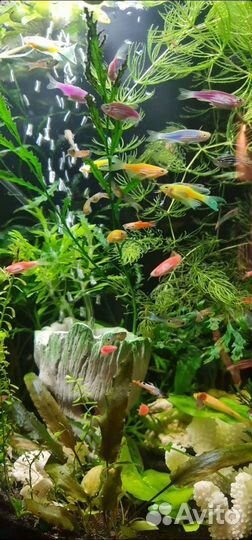 Данио гло, тернеция гло, коридоросы