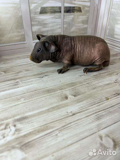 Морская свинка