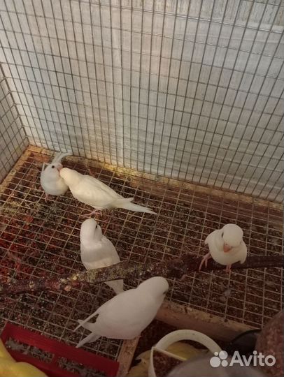 Птенцы волнистых попугаев