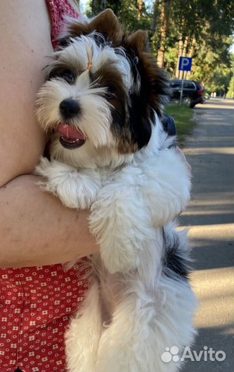 Бивер девочка