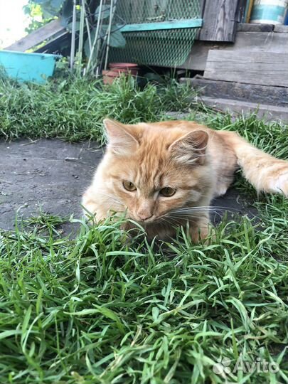 Кот в добрые руки