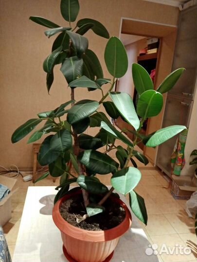 Фикус каучуконосный большой