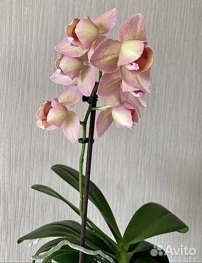 Орхидея Легато пелор