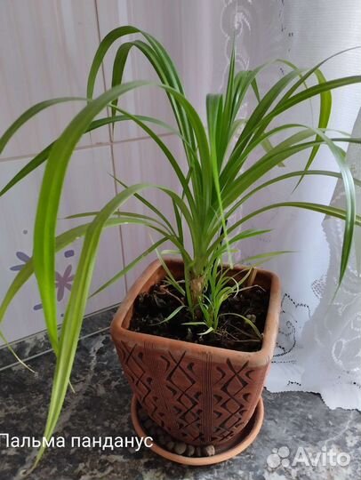 Комнатные растения