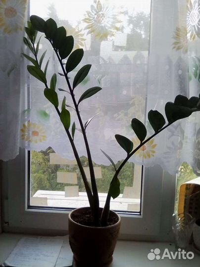 Замиокулькас, фикус