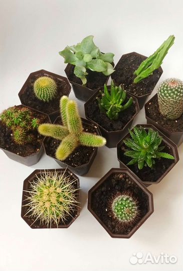 Растения для флорариума