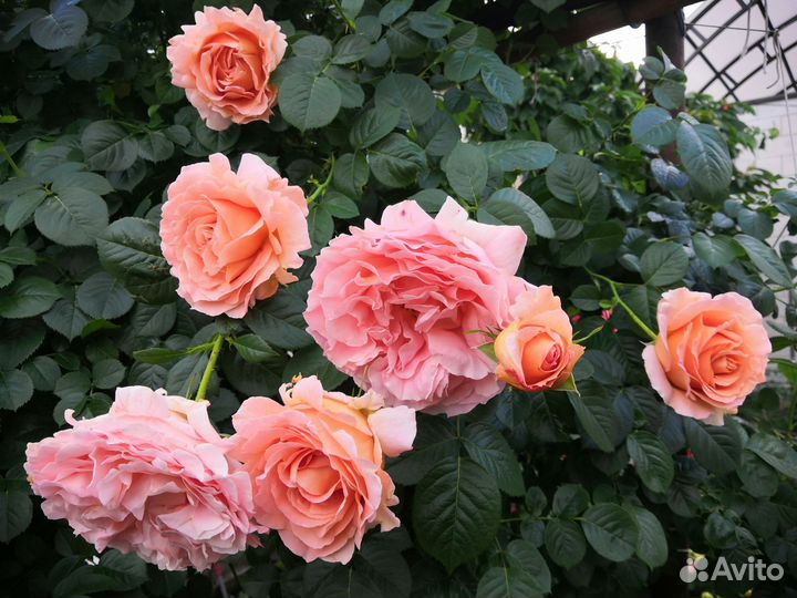 Саженцы розы Полька