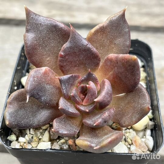 Редкие суккуленты, эхеверии