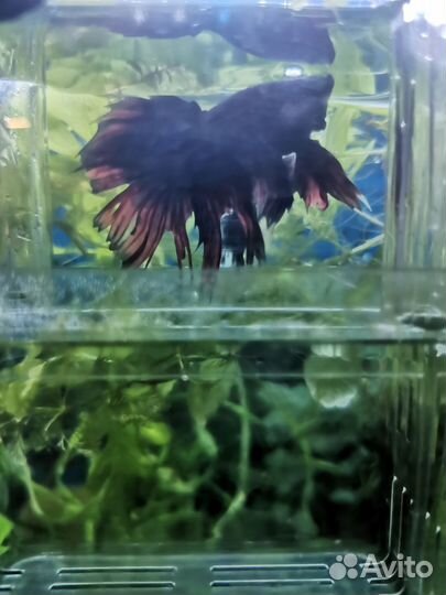 Аквариумные рыбки петушки