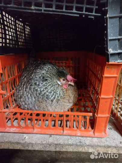 Инкубационное яйцо легбар