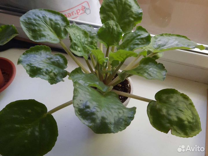 Цветущие фиалки