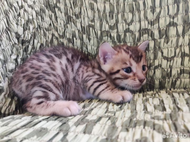 Бенгальские котята