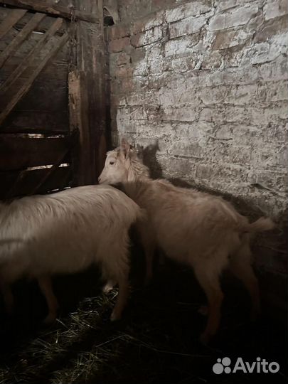 Козлы породистые