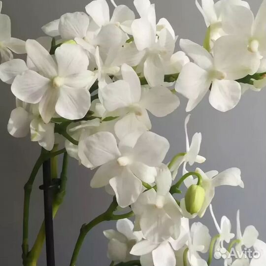 Орхидея мультифлора как «Гортензия»