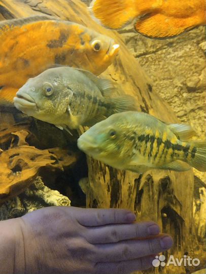 Отдам бесплатно