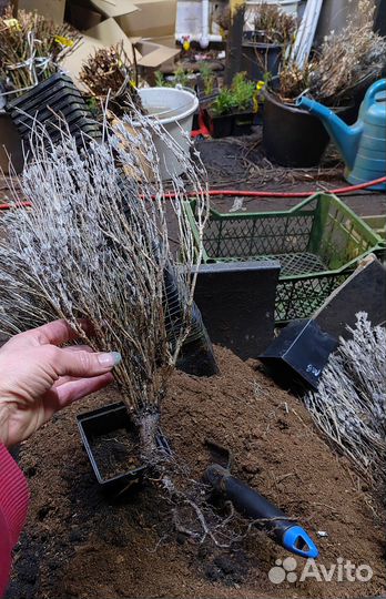 Лаванда кустики