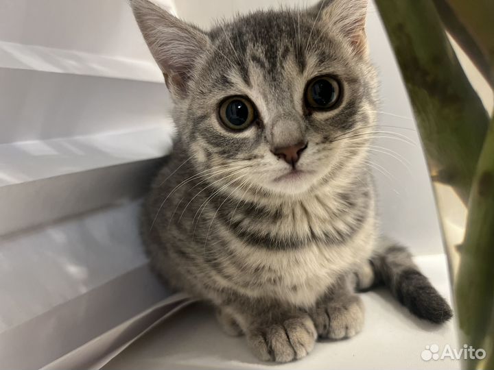 Бенгалочка