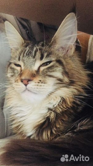 Котята мейнкун чистокровные подрощенные