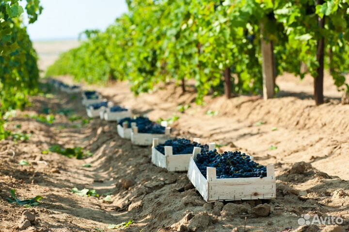 Виноград технических сортов