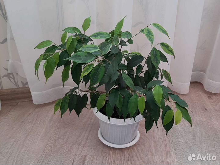 Фикус Бенджамина