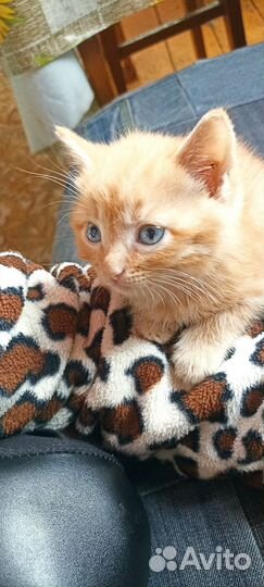 Котёнок ищет дом, очень хороший