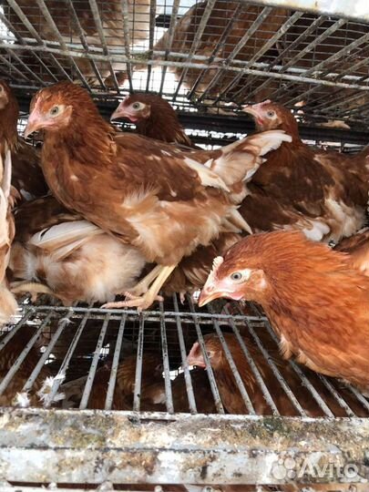 Куры несушки