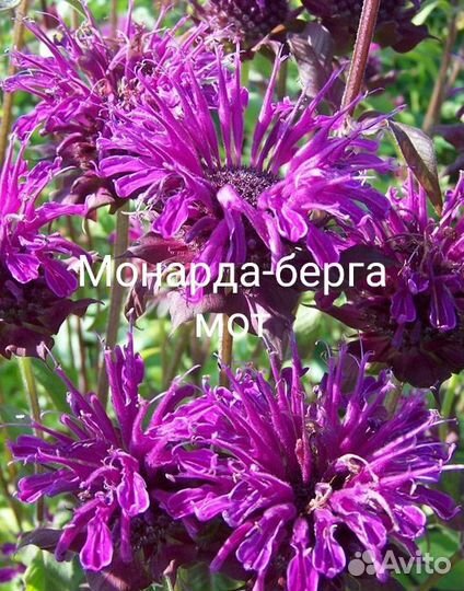 Эдельвейс,монарда, гелиопсис, синюхи,бисер.астра