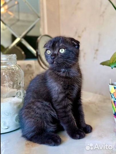 Шотландская вислоухая девочка